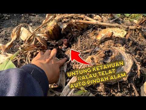Dua kejadian sungguh diluar dugaan, mbolang hari ini penuh tragedi dan penuh Happy 😁