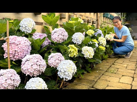 Secrets to Growing a Brilliant Flower Garden for Any Space, Front Yard Landscaping Ideas