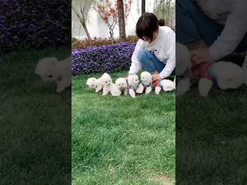 🥰🐶मिलो इतने सारे क्यूट पप्पी से#shortvideo #trendingpuppy #cutepuppy