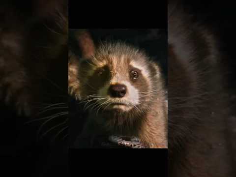 Maine Royaan Ft. Rocket Racoon | Rocket Sad 😔 Status | GOTG Vol. 3 #shorts