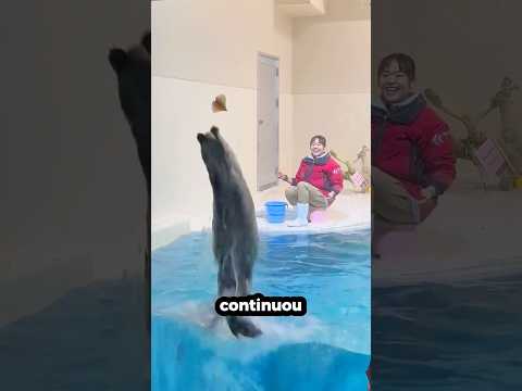 ELA QUERIA IMPRESSIONAR SUA DONA! #curiosidades #incrível #animal #lontra #shorts