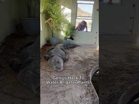 Genius Hack To Water Alligator Plants! 😱#shorts #alligator