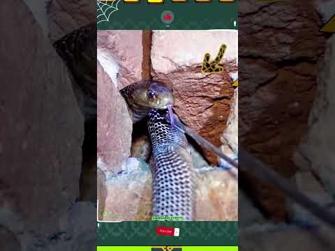 القوة الهادئة شاهد كيف تتجلى القوة والحذر #snackvideo