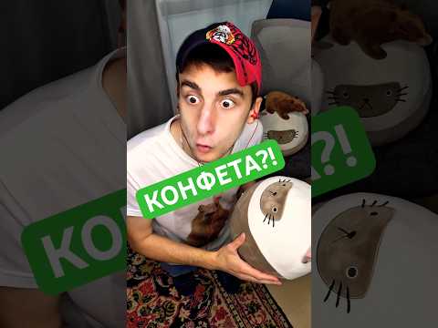 Не слышит #юмор #рекомендации #приколы