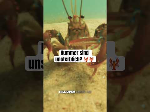 Hummer sind unsterblich? ๐ฆ #drdubbert #tiere #facts #animals #hummer #lobster #fakten #wissen