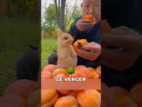 Le lapin au pelage unique abandonné par sa mère 🐰💔