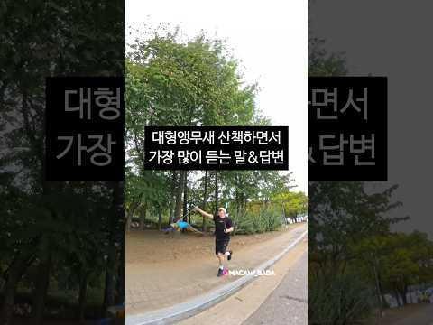 대형앵무새 비행산책하면 듣는 말들&답변 #앵무새