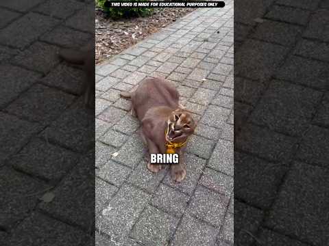 This Cat Looks Cut But It’s Actually A Wild Killer