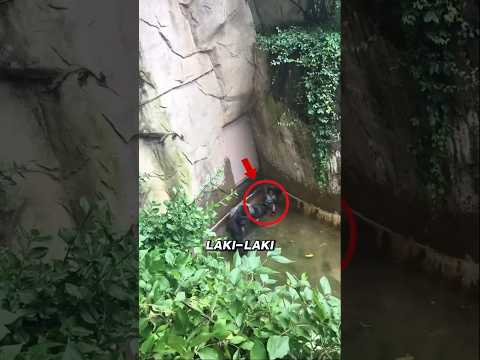 Kisah tragis gorilla dan anak yang terjebak di kebun binatang
