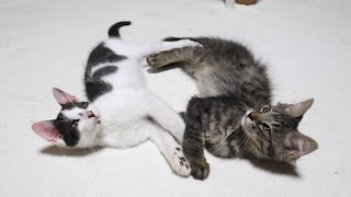 じゃれ合う子猫たち　250806