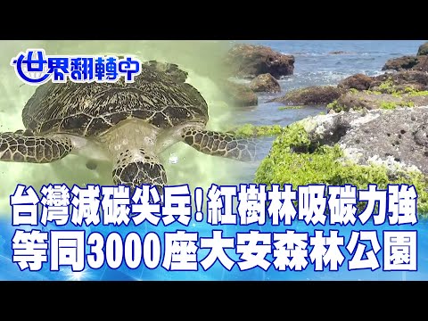 台灣減碳尖兵!紅樹林吸碳力強 等同3000座大安森林公園