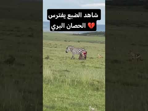 الضبع يفترس الحصان البري 💔