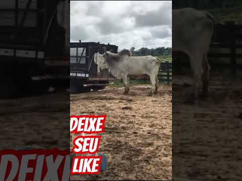 Nelore bruto #gado #pecuarista #fazenda