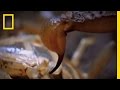 Scorpions and Shrews: A Battle of Survival