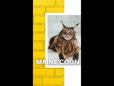 Banho em Gato! MAINE COON
