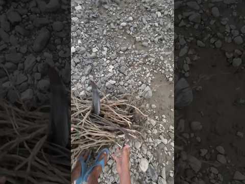 Huli sa Trap ang Madulas na Isda😱🐋