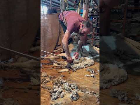 Shearing feedlot lambs 🐑 in Quinter, KS 🇺🇸 #sheepshearing