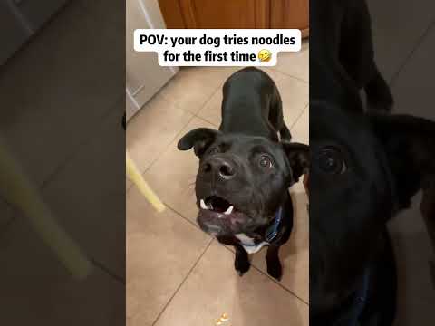 Manera graciosa en que los perros comen 🤣🐕 #dog #food #puppy #funnyvideos #funny