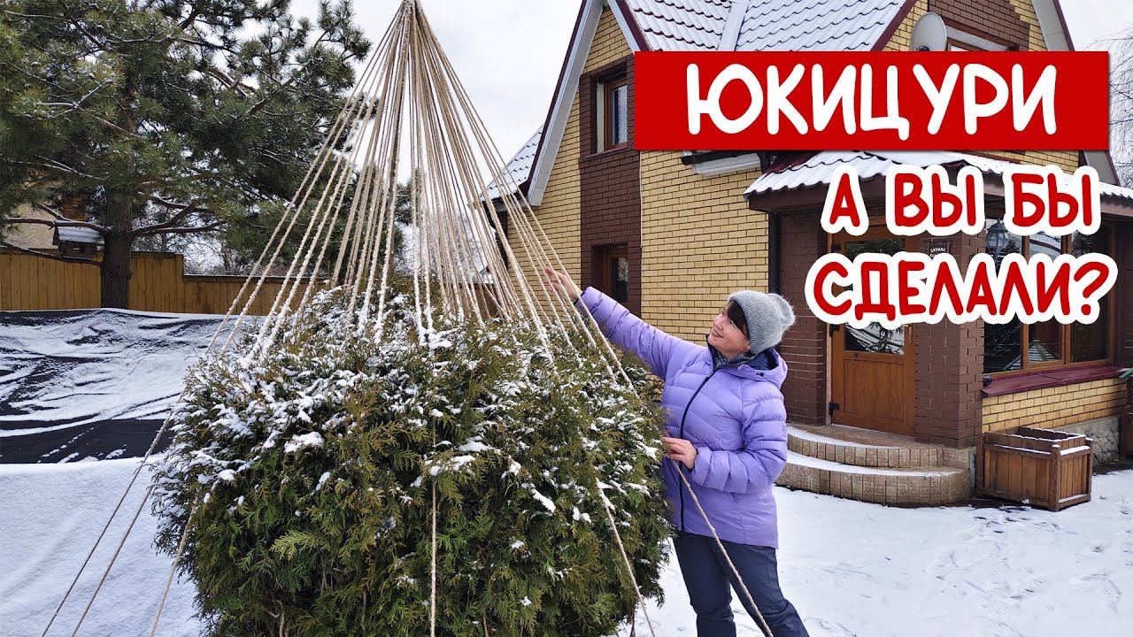 Бесимся с жиру Или любим сад ЮКИЦУРИ для туи. СУПЕР рабочий Влог!