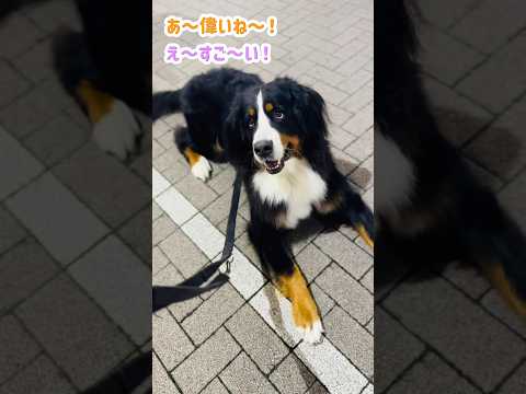 過去一のテンション？！駅前で可愛がられたバーニーズ