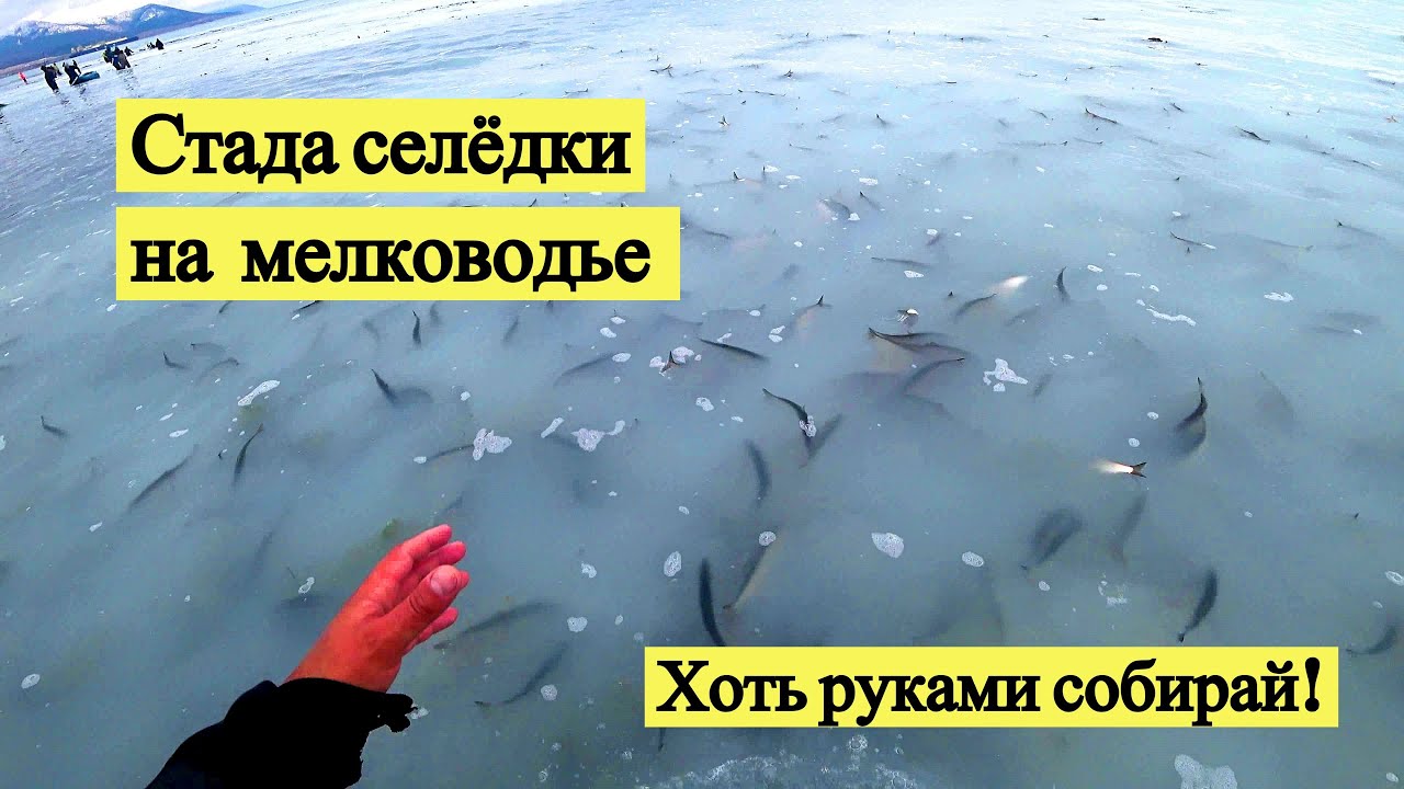 Стада селёдки на мелководье. Хоть руками собирай!