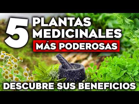 ✅ 5 PLANTAS MEDICINALES más PODEROSAS del MUNDO 🌱 USOS y BENEFICIOS INCREÍBLES