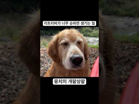 리트리버가 너무 순하면 생기는 일 #shorts