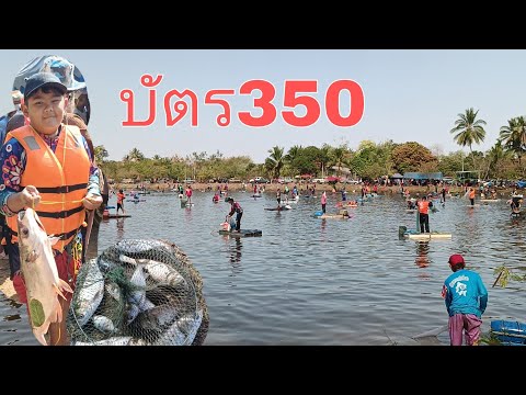 ลงปลาบัตร350บ.บุเปือยต.บุเปือยอ.น้ำยืนจ.อุบลฯ