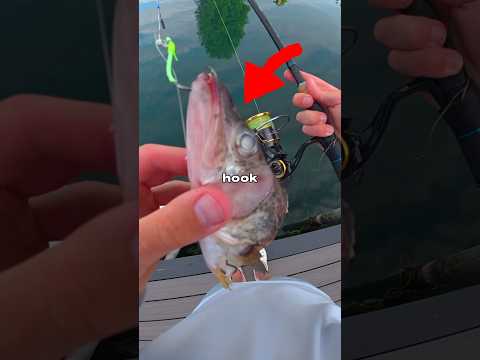 I Fished with Giant Bait 🐟🎣