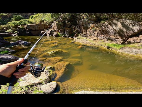 Pesca en Río INFESTADO de Lobinas Grandes!