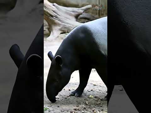 5 สัตว์ป่าสงวนของไทย  #ฟังดิ #top5 #ที่สุด #animals #สัตว์ #สัตว์ป่าสวงน