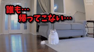 猫を置きざりにして旅行に行ったら監視カメラにとんでもない光景が…！！！！！！！！【関西弁でしゃべる猫】【猫アテレコ】