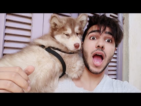الكلب قال اسمي سبحانه الله 😍 شوف نطق ايه تاني ؟