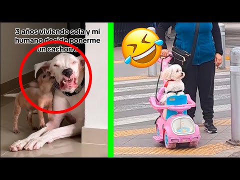 Risas Aseguradas 😂 Los Animales Mas Graciosos 😹🐶