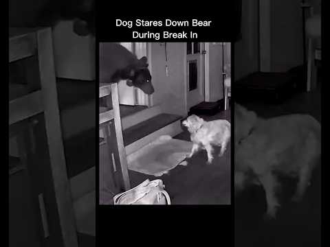 Bear Breaks InโDog Stares It Down