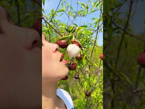 ##নিমকি এটা কি রকম ফল খায় ফলটি দেখতে খুবই সুন্দর ভাইরাল শর্ট ভিডিও##