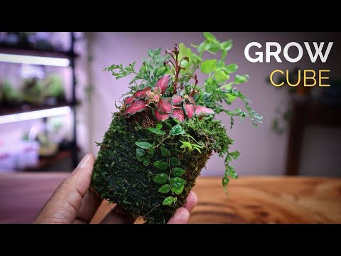 Moss Grow Cube (Wabisou Shikaku)