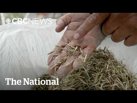 YouTube video thumbnail: Worms Threatening Sask. Wild Rice Crop Indigenous Harvesters Depend on