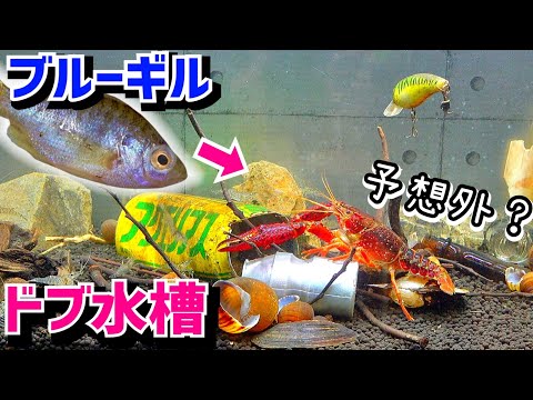 やりすぎた…ゴミまみれの水槽を整理する。【ドブ川水槽４】