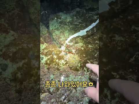 바닷가에서 발 밑을 잘 봐야되는 이유