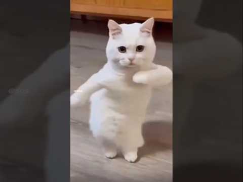 Cat Drifting ๐ผ | #cat