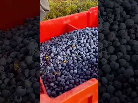 ternyata begini proses panen blueberry sangat rumit #blueberry #fruit