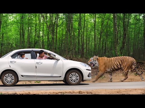 Tiger attack school children in the forest | Royal bengal tiger attack, tiger attack in jungle