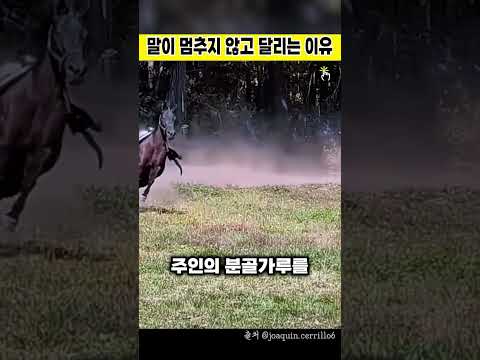 말이 멈추지 않고 달리는 이유
