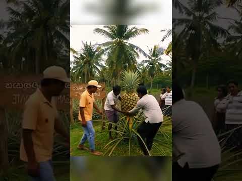 Buah nanas terbesar di dunia yang ada di negara India #shorts