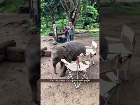 Funny elephant🐘🐘#elephant #elephants #fyp #foryou #foryoupage #funny #funnyanimals