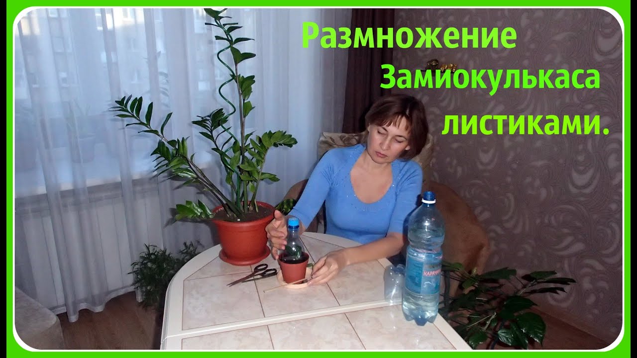 Размножение замиокулькаса листиками. Как размножить долларовое дерево