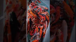 Ended up a new koi pond project in Trichy with SUMI -60 RDF and assorted koi fishes