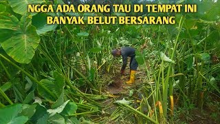 JARANG ORANG TAU DI TEMPAT SEPERTI INI BANYAK BELUT BESARNYA