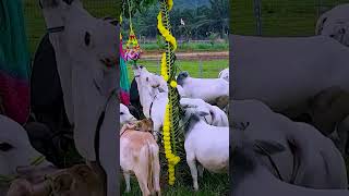 Nadipathy Goshala Celebrated Janmashtami with mini cows #viral #janmashtami #srikrishna #dwarka